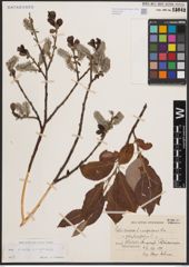 Foto von Salix cinerea L. x Salix nigricans Sm.